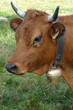 vache des montagnes avec sa cloche