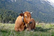 vache et paysage de montagne vache et paysage de montagne