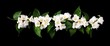 jasmine