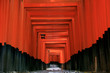 Torii perspective
