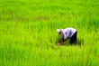 Rice farm in the thailand