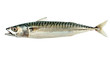 Mackerel Fish (Scomber scrombrus) Isolated on White