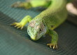 Reptile