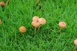 mushroom