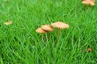 mushroom