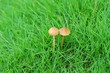 mushroom