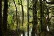 Swamp