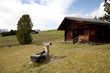Seiseralm