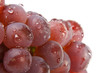 Foto: Ripeness grapes Ripeness grapes