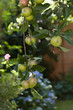 Apples growing on a tree in a pretty town garden