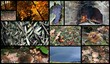Collage autunno