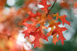 herbst