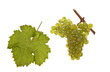 leaf and grapes of white kerner