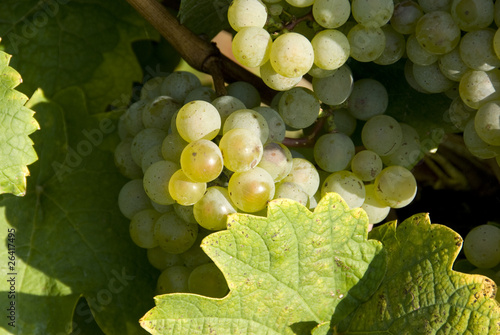 Photo: whte grapes in a vineyard whte grapes in a vineyard