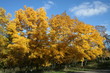 couleur d'automne