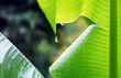 pluie tropical pluie tropical