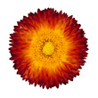 Single Red Orange Everlasting Flower Isolated on White