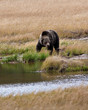 Grizzly Bear