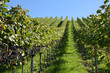Alley trough the vines