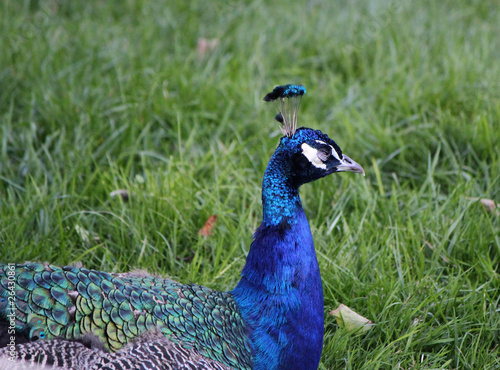 Foto: Blue peacock Blue peacock