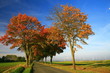 Photo: Herbstliche Allee Herbstliche Allee