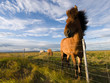 Iceland horses