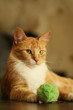 red cat