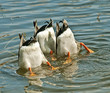 Ducks Fishing Ducks Fishing