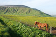 Icelandic Farm