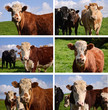 close up portrait cows in a farm field