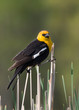 Yellow-headed Blackbird