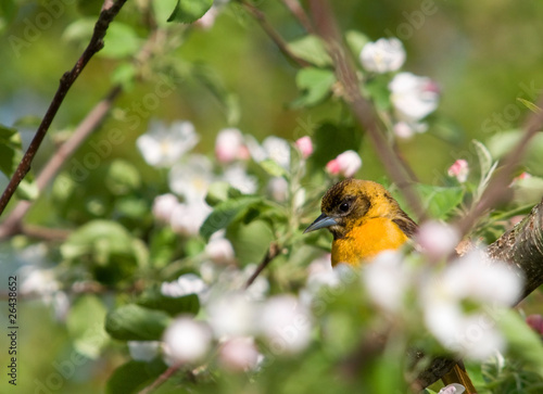 Photo: Baltimore Oriole Hidden in Blossoms Baltimore Oriole Hidden in Blossoms