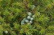 Juniper berries on bush close-up