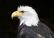 Close up of Bald Eagle