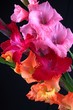 Dewy gladiolas closeup Dewy gladiolas closeup