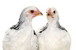 Chickens