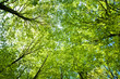 beech trees upward the sky
