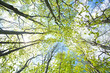 beech trees upward the sky
