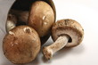 Champignons
