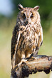 long-eared owl