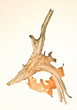 autumn detail