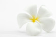 Blüte einer Frangipani - Plumeria obtusa