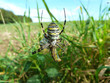 Wespenspinne mit Beute