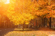 Beautiful sunny yellow autumn aprk landscape Beautiful sunny yellow autumn aprk landscape