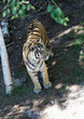 Tigre d'asie