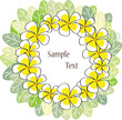 white yellow frangipani