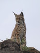 Lince ibérico
