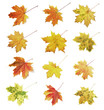 Collection of leaves of a maple