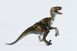 A Velociraptor Dinosaur Stands Against White