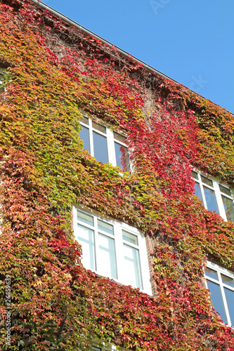 Photo: Fassadengrün im Herbst Fassadengrün im Herbst